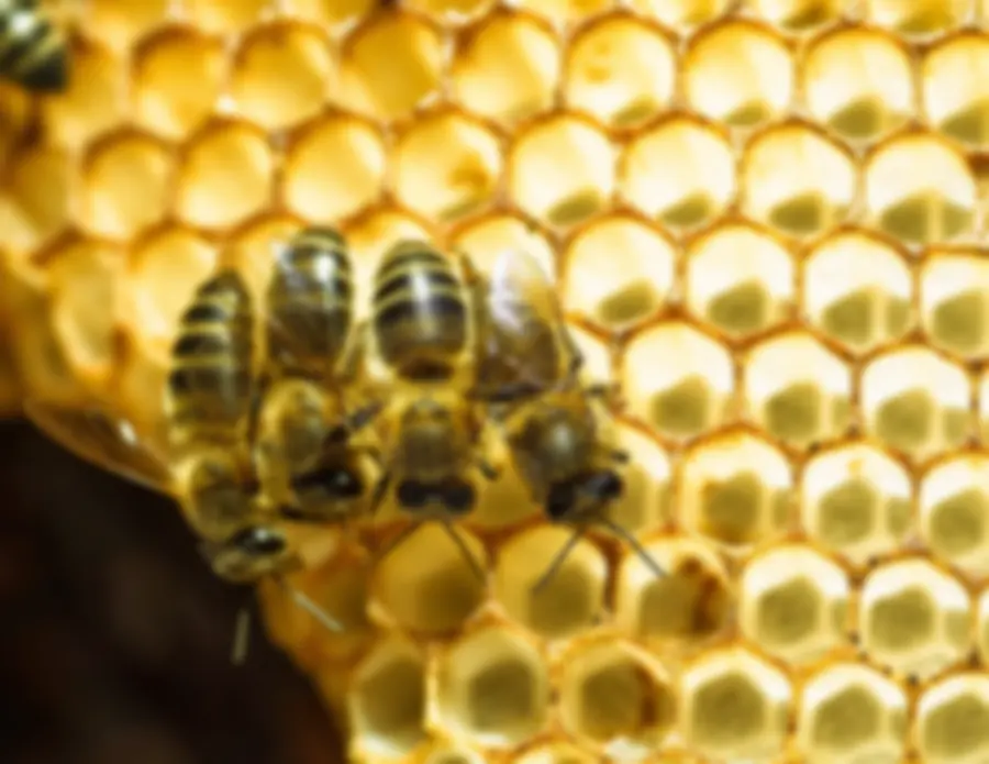 Abejas sobre un panal iluminado en Abejas del Valle