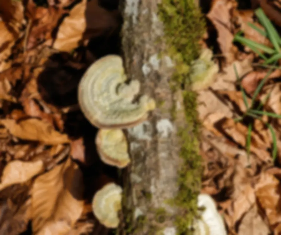 Hongos creciendo sobre una rama con musgo en el bosque