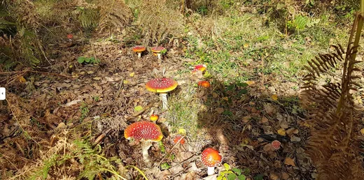 Setas rojas en el suelo del bosque durante una ruta micológica