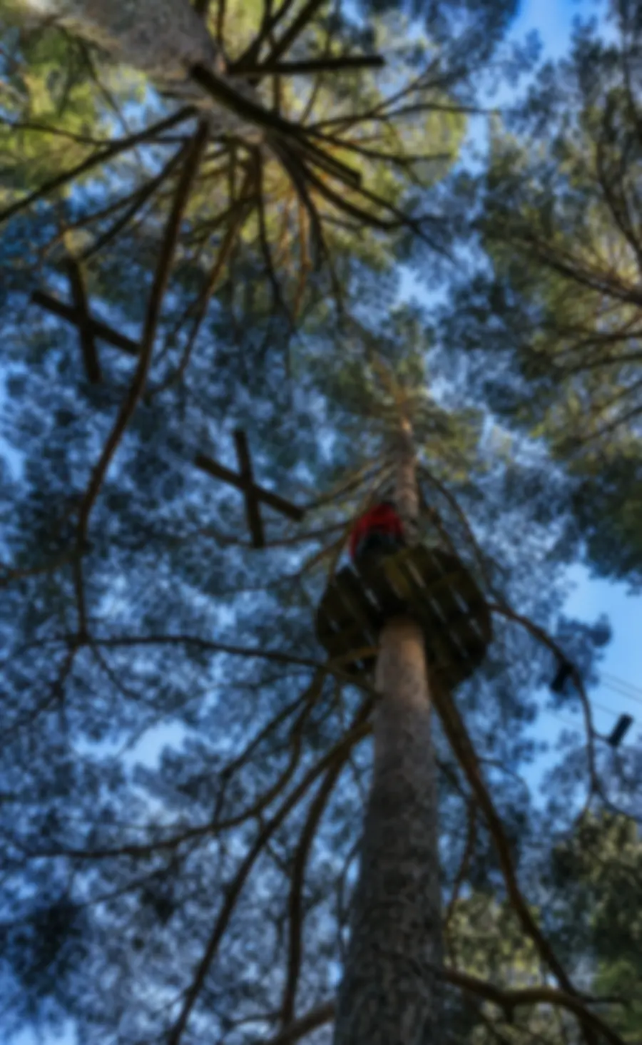 Plataforma de aventura entre pinos en Pinos Cimeros